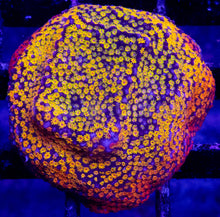 Carregar imagem no visualizador da galeria, Prism Veil Montipora