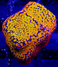 Carregar imagem no visualizador da galeria, Prism Veil Montipora