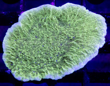 Carregar imagem no visualizador da galeria, Emerald Crest Montipora