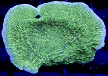 Carregar imagem no visualizador da galeria, Emerald Crest Montipora