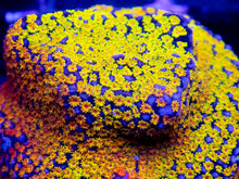 Carregar imagem no visualizador da galeria, Prism Veil Montipora