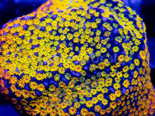 Carregar imagem no visualizador da galeria, Prism Veil Montipora