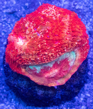 Carregar imagem no visualizador da galeria, Ember Lash Bowerbanki