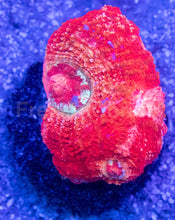 Carregar imagem no visualizador da galeria, Ember Lash Bowerbanki