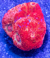 Carregar imagem no visualizador da galeria, Ember Lash Bowerbanki