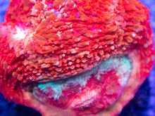 Carregar imagem no visualizador da galeria, Ember Lash Bowerbanki