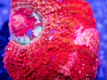 Carregar imagem no visualizador da galeria, Ember Lash Bowerbanki