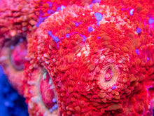 Carregar imagem no visualizador da galeria, Ember Lash Bowerbanki