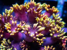 Carregar imagem no visualizador da galeria, Golden Inferno Blossom Goni