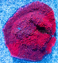 Load image into Gallery viewer, Sith Flame Chalice (Cut-To-Order)