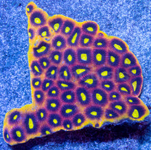 Load image into Gallery viewer, Dragon Crown Favia - Cut To Order Frag