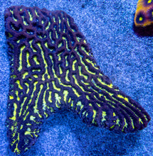 Load image into Gallery viewer, Toxic Maze Brain - Cut to Order Frag