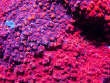 Load image into Gallery viewer, Sith Flame Chalice (Cut-To-Order)