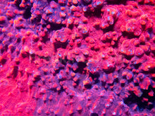 Load image into Gallery viewer, Sith Flame Chalice (Cut-To-Order)