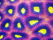 Load image into Gallery viewer, Dragon Crown Favia - Cut To Order Frag