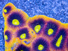 Load image into Gallery viewer, Dragon Crown Favia - Cut To Order Frag