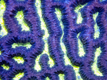 Load image into Gallery viewer, Toxic Maze Brain - Cut to Order Frag