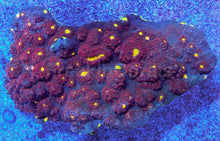 Load image into Gallery viewer, Solar Eclipse Chalice