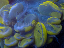 Carregar imagem no visualizador da galeria, Golden Blotch Bubble Coral