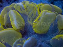 Carregar imagem no visualizador da galeria, Golden Blotch Bubble Coral