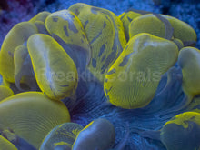 Carregar imagem no visualizador da galeria, Golden Blotch Bubble Coral