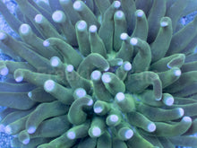 Carregar imagem no visualizador da galeria, Emerald Sun Heliofungia