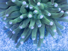 Carregar imagem no visualizador da galeria, Emerald Sun Heliofungia