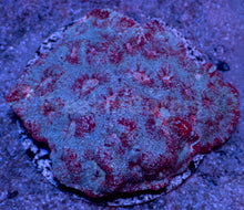 Carregar imagem no visualizador da galeria, Ghostfire Echinata Colony