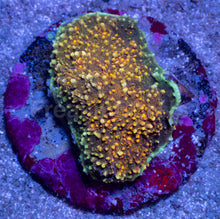 Load image into Gallery viewer, Solar Edge Chalice