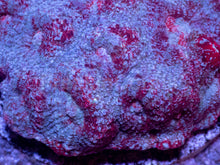 Carregar imagem no visualizador da galeria, Ghostfire Echinata Colony