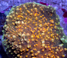 Load image into Gallery viewer, Solar Edge Chalice