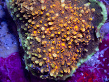 Load image into Gallery viewer, Solar Edge Chalice