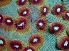 Load image into Gallery viewer, Cosmic Eye Chalice (Cut-To-Order)