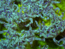 Load image into Gallery viewer, Nuclear Sun Elegance Coral