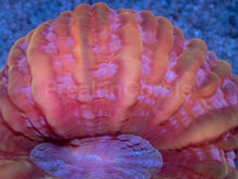 Load image into Gallery viewer, Solar Flare Cynarina