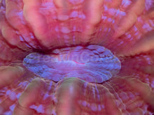 Load image into Gallery viewer, Solar Flare Cynarina