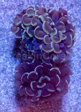 Carregar imagem no visualizador da galeria, Golden Halo Parancora Coral