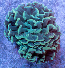 Carregar imagem no visualizador da galeria, Emerald Crown Parancora Coral