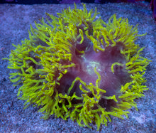 Load image into Gallery viewer, Black Hole Chernobyl Catalaphyllia