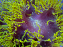 Load image into Gallery viewer, Black Hole Chernobyl Catalaphyllia