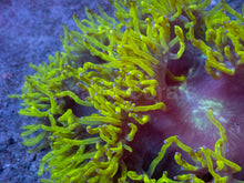 Load image into Gallery viewer, Black Hole Chernobyl Catalaphyllia