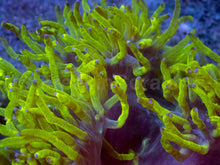 Load image into Gallery viewer, Black Hole Chernobyl Catalaphyllia