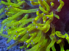 Load image into Gallery viewer, Black Hole Chernobyl Catalaphyllia