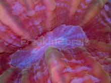 Load image into Gallery viewer, Solar Flare Cynarina