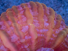 Load image into Gallery viewer, Solar Flare Cynarina