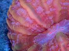 Load image into Gallery viewer, Solar Flare Cynarina