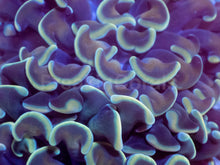 Carregar imagem no visualizador da galeria, Golden Halo Parancora Coral