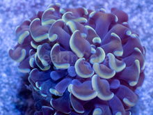 Carregar imagem no visualizador da galeria, Golden Halo Parancora Coral