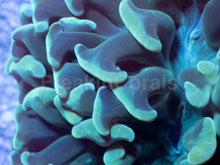 Carregar imagem no visualizador da galeria, Emerald Crown Parancora Coral