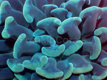 Carregar imagem no visualizador da galeria, Emerald Crown Parancora Coral